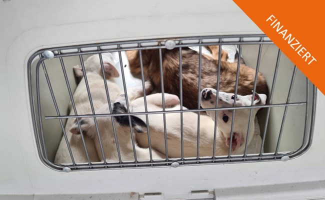 Finanziert: Crowdfunding Hundeboxen für Tierwaisenspital in Galati